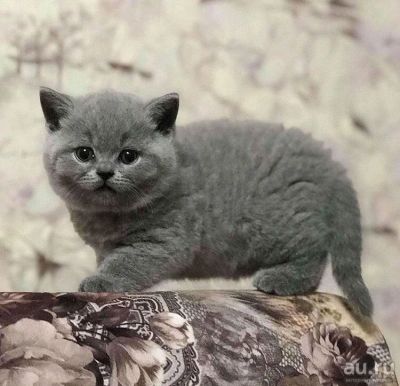 Лот: 13791365. Фото: 1. Британский котик. Кошки, котята