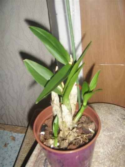 Лот: 770389. Фото: 1. орхидея дендробиум. Горшечные растения и комнатные цветы
