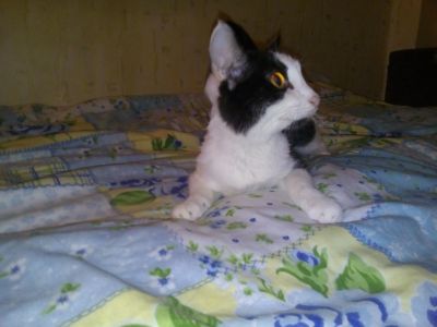Лот: 11977701. Фото: 1. Кошечка ^.^. Кошки, котята