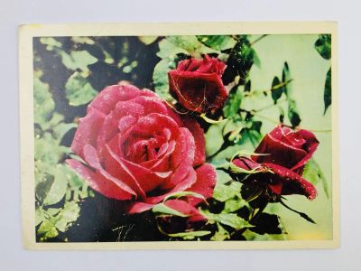 Лот: 23296579. Фото: 1. Роза. Открытка. 1966. Открытки, конверты