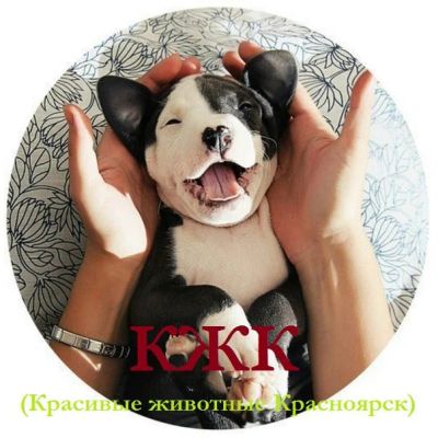 Лот: 6221878. Фото: 1. Ищу администратора в группу вконтакте. Другие (реклама, дизайн, полиграфия)