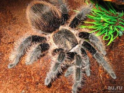 Лот: 6886681. Фото: 1. Паук Птицеед Brachypelma albopilosum... Остальные животные