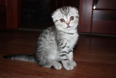 Лот: 7129162. Фото: 1. Вислоухая кошечка. Кошки, котята