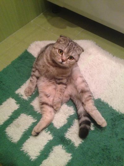 Лот: 5729316. Фото: 1. Шотландская вислоухая кошка в... Кошки, котята