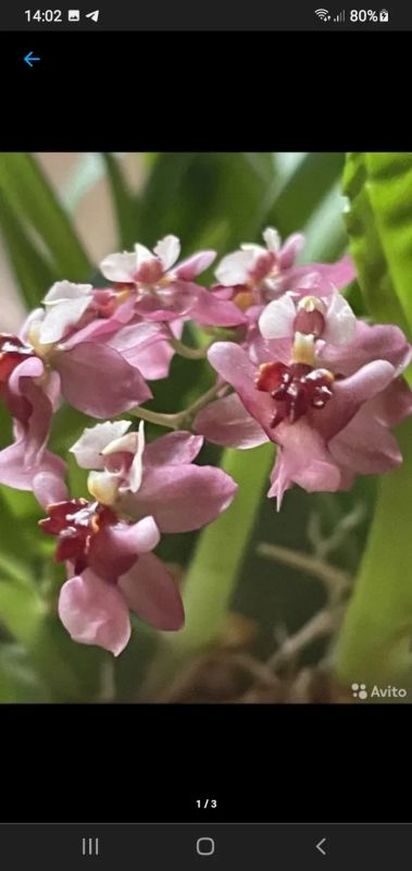 Лот: 19302617. Фото: 1. Орхидея онцидиум твинк. Горшечные растения и комнатные цветы