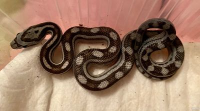 Лот: 16448908. Фото: 1. Маисовый полоз Anery Motley phet... Остальные животные