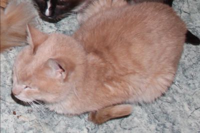Лот: 3477706. Фото: 1. Кот Персик очень ласковый и ооочень... Кошки, котята