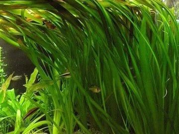Лот: 6530130. Фото: 1. Валлиснерия гигантская (Vallisneria... Водные растения