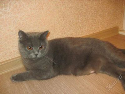 Лот: 1935428. Фото: 1. Британская кошка. За символическую... Кошки, котята