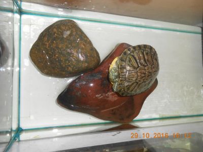 Лот: 8468736. Фото: 1. аквариум и черепаха. Аквариумы, террариумы