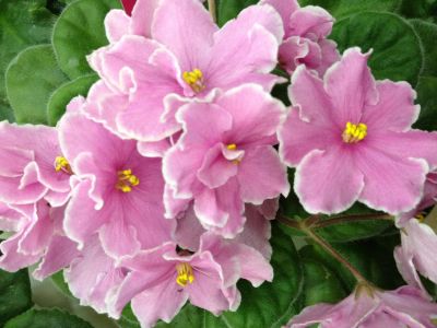 Лот: 4466153. Фото: 1. фиалка pink amiss, детка. Горшечные растения и комнатные цветы