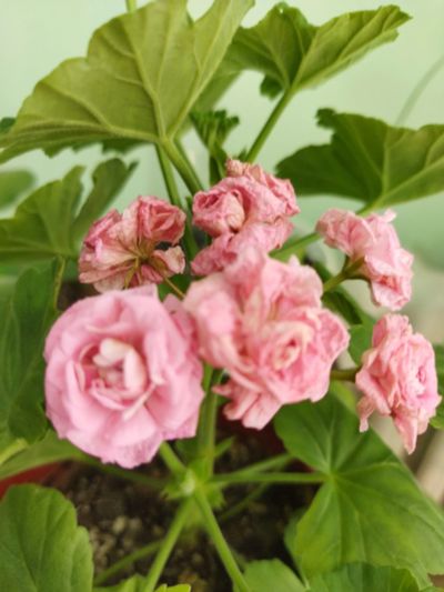 Лот: 19131853. Фото: 1. Пеларгония Australian Pink цветёт. Горшечные растения и комнатные цветы