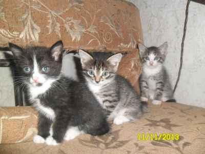 Лот: 3388498. Фото: 1. отдам котят Срочно. Кошки, котята