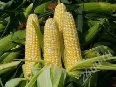 Лот: 523660. Фото: 1. Кукуруза!!!. Овощи, фрукты, зелень
