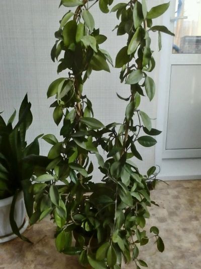 Лот: 11090446. Фото: 1. Продам хойю карнозу. Горшечные растения и комнатные цветы