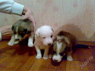 Лот: 631756. Фото: 1. Отдадим милых красивых щенков. Остальные животные