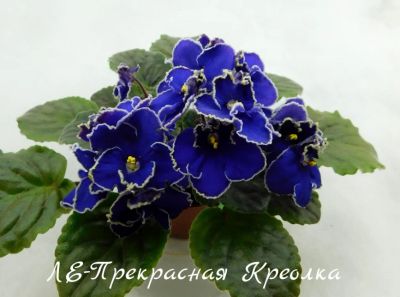 Лот: 6149333. Фото: 1. Продам лист сортовой фиалки ЛЕ-Прекрасная... Горшечные растения и комнатные цветы