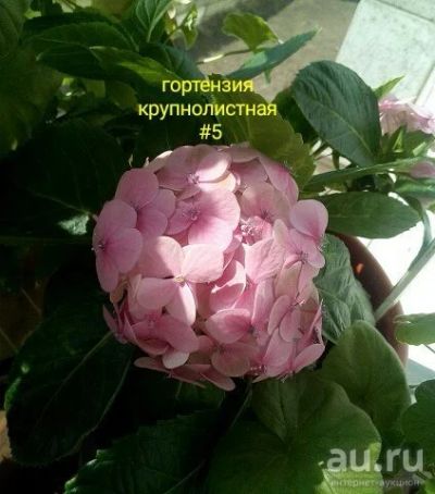 Лот: 13491748. Фото: 1. Гортензия крупнолистная. Садовые цветы