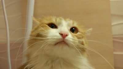 Лот: 9877526. Фото: 1. Кошка Рыжольда. Кошки, котята