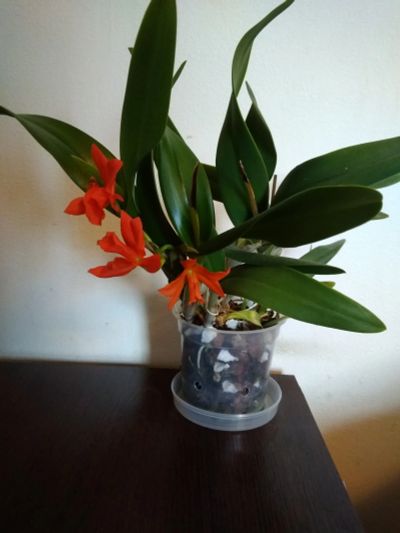 Лот: 11896948. Фото: 1. орхидея Каттлея Цветет. Горшечные растения и комнатные цветы