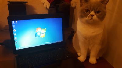 Лот: 12039476. Фото: 1. Ноутбук ASUS K40AB. Ноутбуки