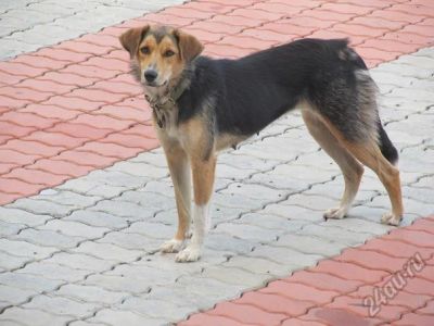 Лот: 5565201. Фото: 1. Отдаем собаку, СМОТ. ЛОТ. Собаки, щенки