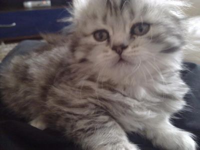 Лот: 4217536. Фото: 1. шикарные шотландские котята. Кошки, котята
