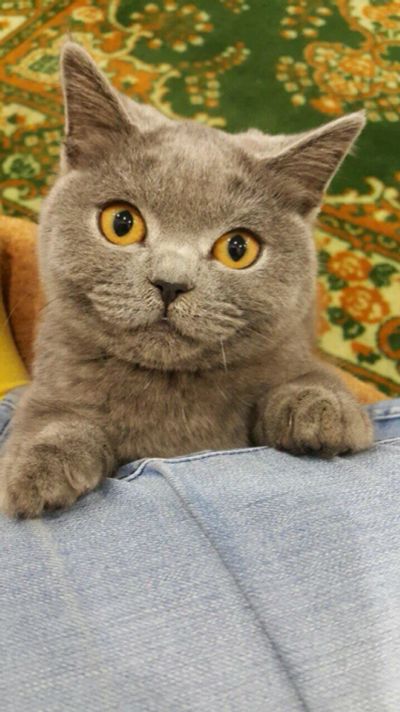 Лот: 6881511. Фото: 1. Британский котик (8-месяцев) Обмен... Кошки, котята