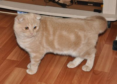 Лот: 4389972. Фото: 1. Кошка скотиш фолд. Кошки, котята