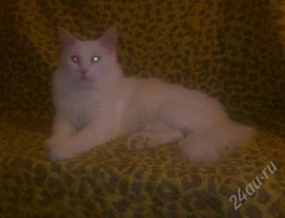 Лот: 2577041. Фото: 1. Продам кота. Мейн-кун. Кошки, котята