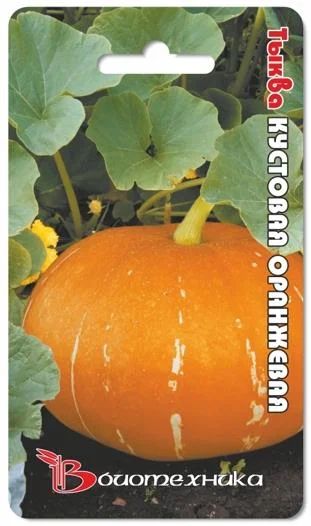 Лот: 6703454. Фото: 1. Тыква Кустовая оранжевая, 6 шт... Другое (семена, рассада, садовые растения)