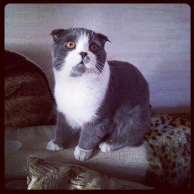 Лот: 3660042. Фото: 1. Продам Шотландского вислоухого... Кошки, котята