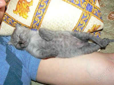 Лот: 689771. Фото: 1. котёночек милашка. Остальные животные