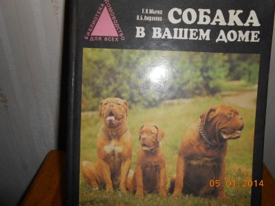 Лот: 3569330. Фото: 1. собака в вашем доме. Домашние животные