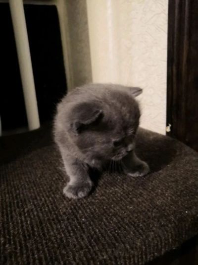 Лот: 12854266. Фото: 1. Котятя бриташки. Кошки, котята