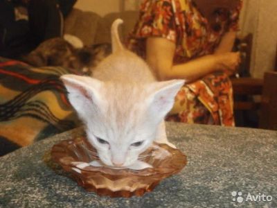 Лот: 4709087. Фото: 1. Отдаем котят породы девон рекс... Кошки, котята