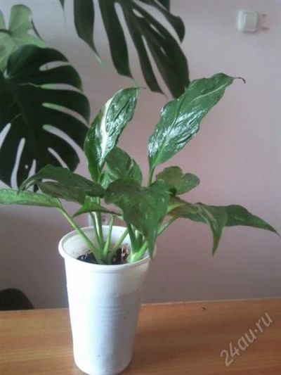 Лот: 1627081. Фото: 1. Спатифиллум Домино (Spathiphyllum... Горшечные растения и комнатные цветы