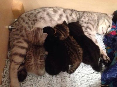 Лот: 3382794. Фото: 1. Шотландские котята. Кошки, котята