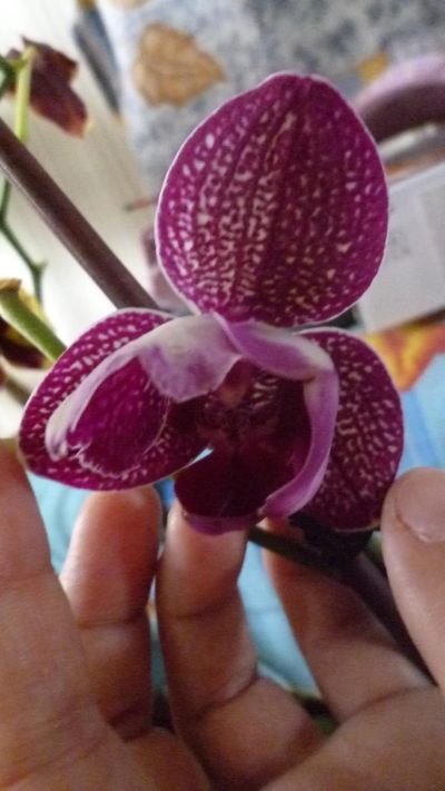 Лот: 7992970. Фото: 1. орхидея фаленопсис (отцвела)F11... Горшечные растения и комнатные цветы
