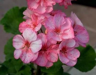 Лот: 15029169. Фото: 1. пеларгония Peppermint. Горшечные растения и комнатные цветы
