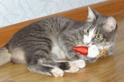 Лот: 1355621. Фото: 1. Красивая кошечка дымчатого окраса... Кошки, котята