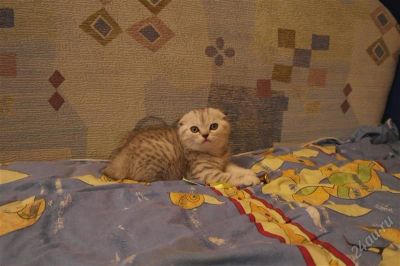 Лот: 2216695. Фото: 1. шотландская клубная кошечка. Кошки, котята