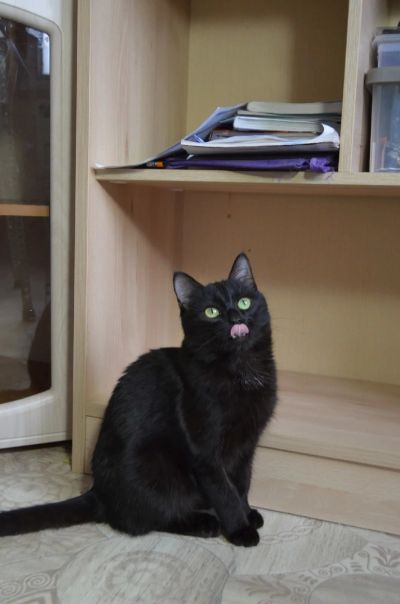 Лот: 17214350. Фото: 1. Котик Мася. Кошки, котята