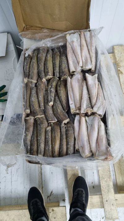 Лот: 20764516. Фото: 1. Хек тушка с/м. Икра, рыба, морепродукты