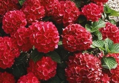 Лот: 15210455. Фото: 1. Гортензия Крупнолистовая.Альпенглюхен... Декоративные кустарники и деревья