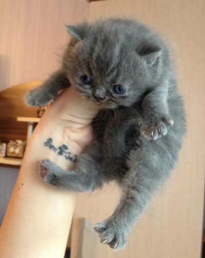 Лот: 7511763. Фото: 1. Продам мальчика серого персидского... Кошки, котята