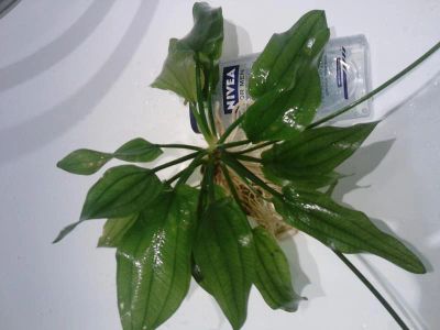 Лот: 8719063. Фото: 1. Эхинодорус "Компактный" (Echinodorus... Водные растения