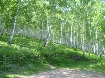 Лот: 7777114. Фото: 1. Продам Дачный Участок среди Берёзовой... Дачи