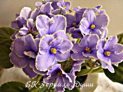 Лот: 5208391. Фото: 1. Фиалка сортовая ЕК-Зеркало Души... Горшечные растения и комнатные цветы