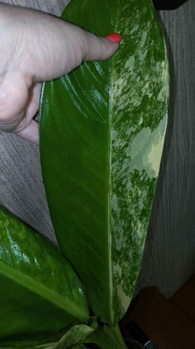 Лот: 11870724. Фото: 1. Диффенбахия Hongsaa variegated... Горшечные растения и комнатные цветы